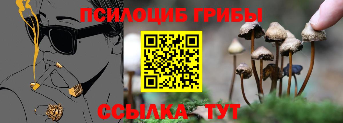 Псилоцибиновые грибы Psilocybine cubensis Новоалтайск